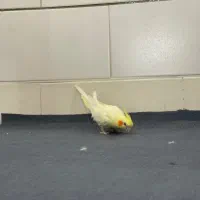 عروس هلندی گم شده سه میلیون مژدگانی