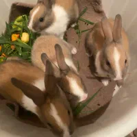 بچه خرگوش فاضل آباد