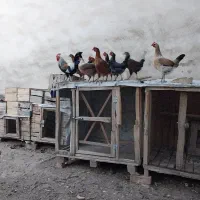 تخم نطفه دار مرغ اصیل لری تک رنگ|حیوانات مزرعه|کرج, اصفهانی‌ها|دیوار