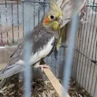 عروس هلندی|پرنده|آزادشهر, |دیوار