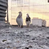 کفتر|پرنده|فردوسیه, |دیوار