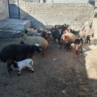 میش بره دار