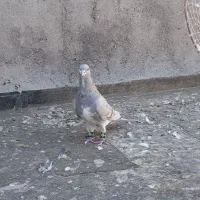 ساده هفت رنگ