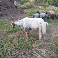 فروش یک راس قوچ بختیاری