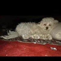 واگزاری سگ نژاد شیتزو میکس