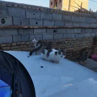 گربه|گربه|آق قلا, |دیوار