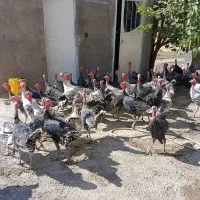 بوقلمون نر و ماده