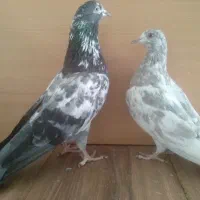 جوجه مفلق خارجی از پدر و مادرهای  پرشی|پرنده|تهران, والفجر (افسریه)|دیوار