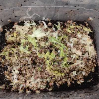 حلزون آچاتینا آلبینو