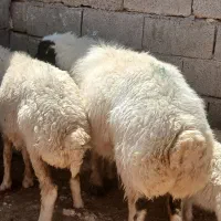 فروش گوسفند