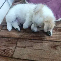 سگ پاکوتاه نر