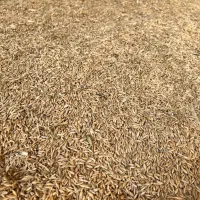 جو آبی جهت کاشت و دام|خدمات باغبانی و درختکاری|آباده, |دیوار