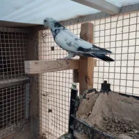 کبوتر تیدی و چاپی ماده|پرنده|شیراز, آبیاری|دیوار