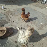 سلطانی ۲عدد