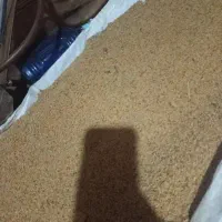 فروش گرده