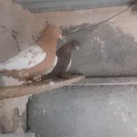 کفتر سینه جفگاه فروشی