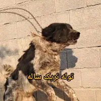 سگ نگهبان|سگ|خمینیشهر, |دیوار