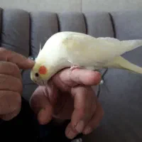 عروس دستی|پرنده|قنوات, |دیوار