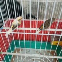 قناری نروماده باقفس بزرگ نو