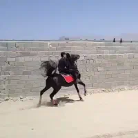 مادیان مشکی|اسب و تجهیزات اسب‌سواری|اصفهان, نقش جهان|دیوار