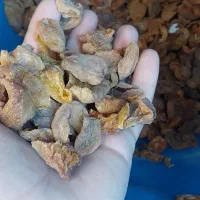 برگه زردآلو|خوردنی و آشامیدنی|نهاوند, |دیوار