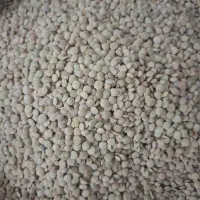 عدس دیم اعلا و خوش پخت