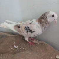 پرنده کبوتر و قفسی