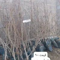 ارقام پسته ،گردو، بادام ،صنوبر نیگرای ترکیه کبوده|خدمات باغبانی و درختکاری|کرمان, |دیوار