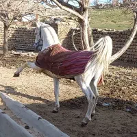 مادیون مادیان کورد اصیل شجره دار، پر خون ،دمگیر|اسب و تجهیزات اسب‌سواری|خرم‌آباد, |دیوار