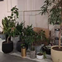 باغبانی درب منزل رسیدگی به باغچه وگلدون آپارتمانی|خدمات باغبانی و درختکاری|تهران, شهرک غرب|دیوار