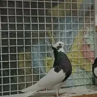 فروش طوقی ماده