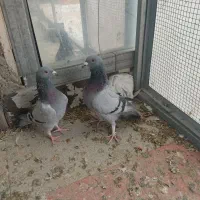 کفتر پلاکی و مسافتی اصیل و کله سبز و پاکستانی|پرنده|فردیس, شهرک شهید حسینی|دیوار