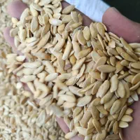 تخم خربزه شمارا به بالاترین قیمت خریداریم