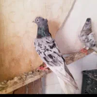 کوهی سیاه دمسفید کشید پابلند شاصی بلند درجه یک