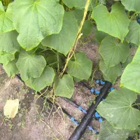 باغبانی سم‌پاشی رسیدگی به باغ و گلدان