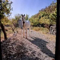 حیوانات،اسب،مادیون