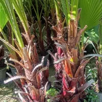 نخل پالم واشنگتن|گل و گیاه طبیعی|آمل, |دیوار