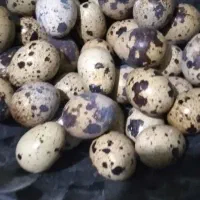 تخم نطفه دتر بلدرچین تازه|پرنده|آمل, |دیوار