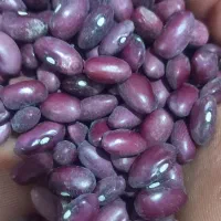 لبیایی قرمز اردبیل تمیز