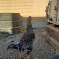 حیوانات خروس لاری|حیوانات مزرعه|اسلامشهر, ملکآباد|دیوار