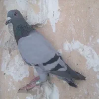 ماده سبز پلاکی ضمانتی