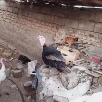 دوعدد بت نر و یک ماده