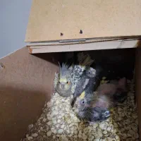 یک جفت عروس هلندی مولد جوان باسه تا جوجه|پرنده|کاشمر, |دیوار