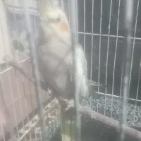 عروس هلندی|پرنده|ابهر, |دیوار