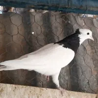 کبوتر طوقی سرخ و سیاه نر