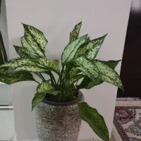 گل طبیعی|گل و گیاه طبیعی|گلستان (تهران), |دیوار