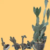 مجموعه کاکتوس های سن دار