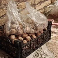 گردو خشک درجه یک