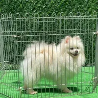 نر بالغ یک ساله