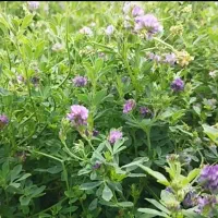 یونجه کوبیده